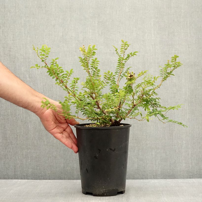 Exemplar von Rosa roxburghii Lampion - Kastanien-Rose Topf mit 4L/5L wie im Sommer geliefert