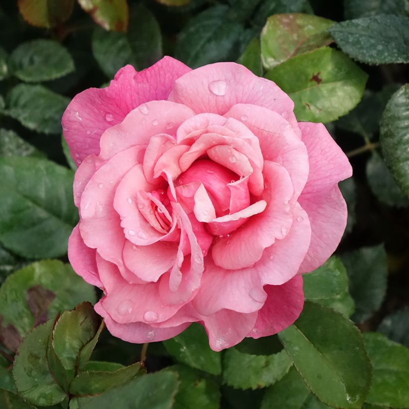 Rosa La Gaité - Moderne Hybrid-Teerose (Blüte)