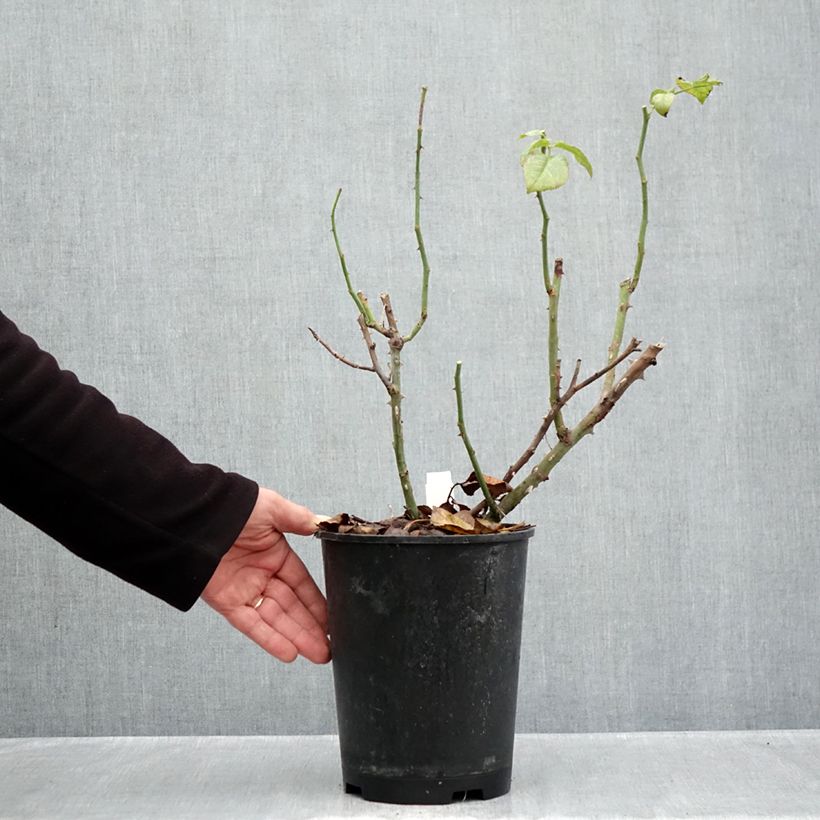 Exemplar von Rosa La Gaité - Moderne Hybrid-Teerose Topf mit 4L/5L wie im Herbst geliefert