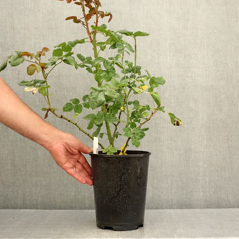 Exemplar von Rosa La Gaité - Moderne Hybrid-Teerose Topf mit 4L/5L wie im Sommer geliefert