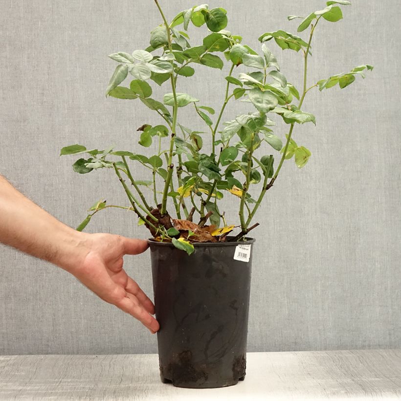Exemplar von Rosa Rosier buisson Eisvogel - Polyantha-Rose Topf mit 4L/5L wie im Sommer geliefert