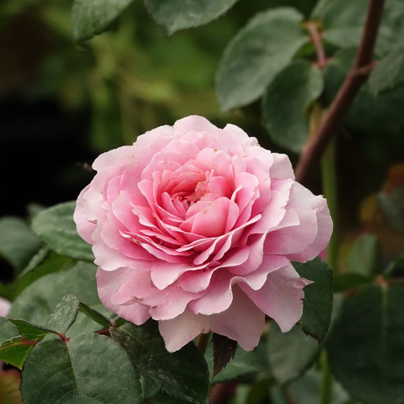 Rosa Rosier buisson Eisvogel - Polyantha-Rose (Blüte)
