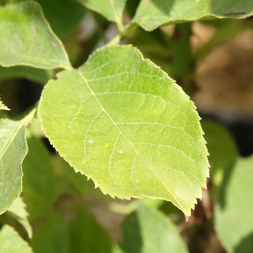 Rosa Pascali - Edelrose (Foliage)