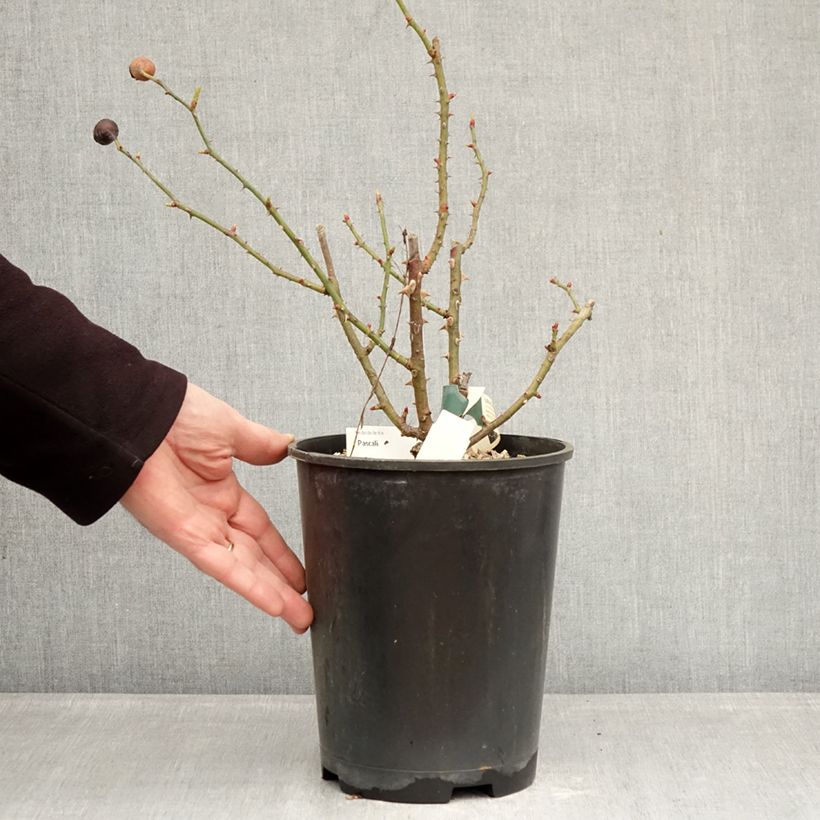 Example of Rosa Pascali - Edelrose Topf mit 4L/5L as you get in hiver