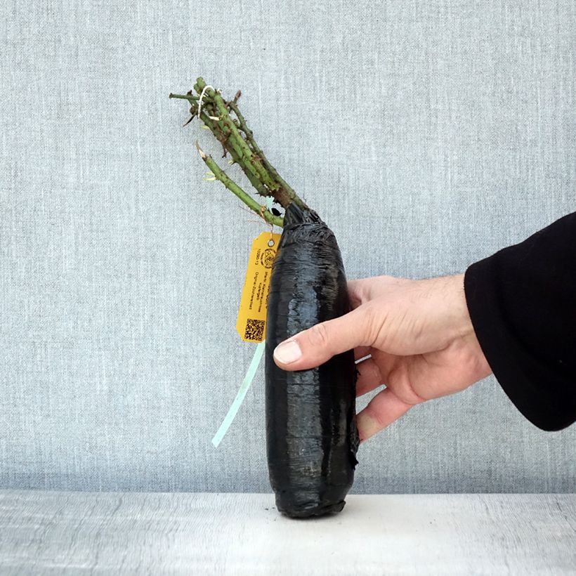 Example of Rosa Amber Sun - Bodendecker-Rose Wurzelnackt in Beutel as you get in hiver