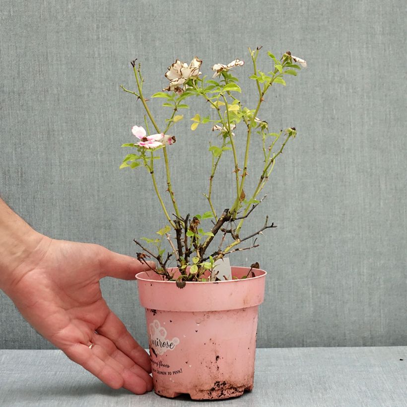 Exemplar von Rosa polyantha Amirose - Zwerg-Parkrose Topf 12 cm / 13 cm wie im Sommer geliefert