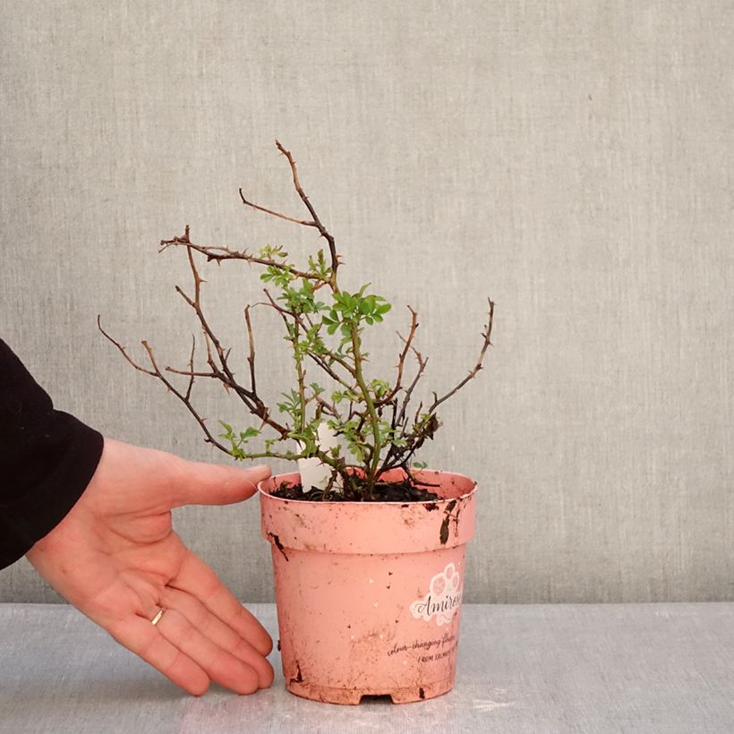 Exemplar von Rosa polyantha Amirose - Zwerg-Parkrose Topf 12 cm / 13 cm wie im Winter geliefert