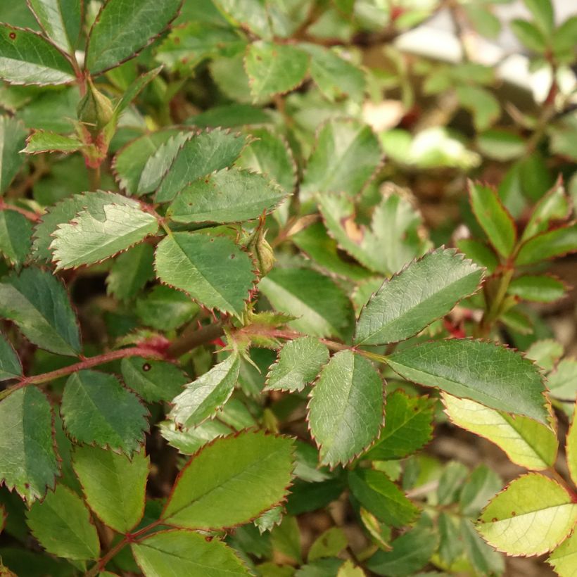 Rosa polyantha Amirose - Zwerg-Parkrose (Laub)
