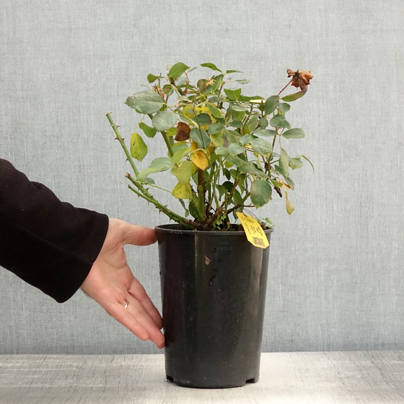 Exemplar von Rosa Black Forest Rose - Bodendecker-Rose Topf mit 4L/5L wie im Herbst geliefert