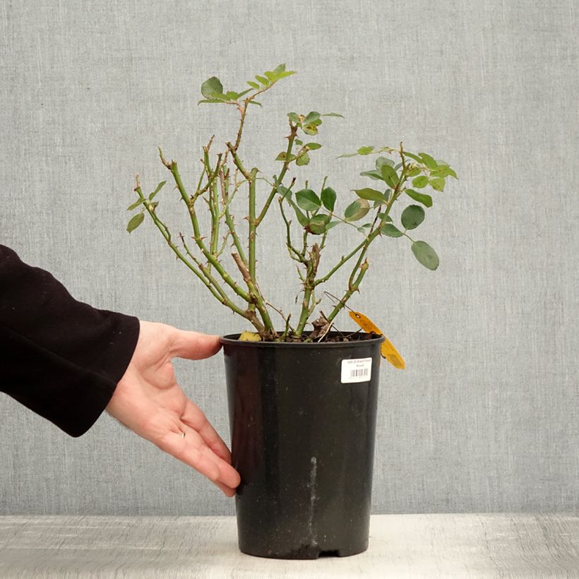Exemplar von Rosier couvre-sol Black Forest Rose Pot de 4L/5L wie im Winter geliefert