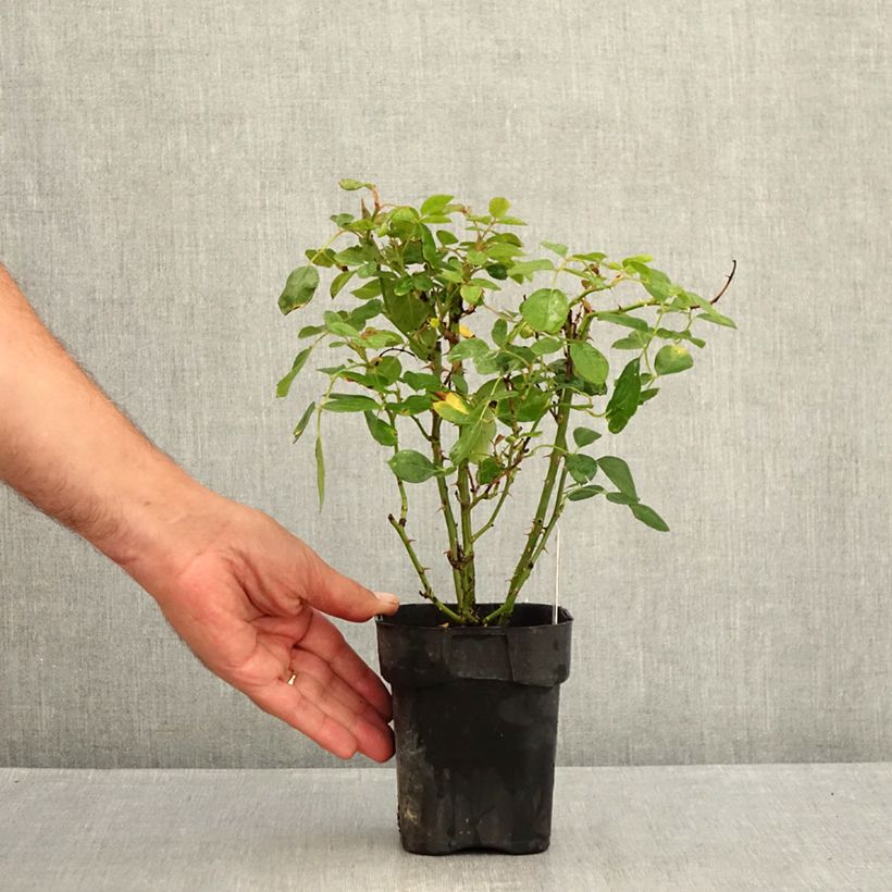 Example of Rosa Black Forest Rose - Bodendecker-Rose Topf 10 cm/11cm as you get in ete