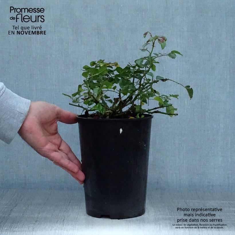 Exemplar von Rosier couvre-sol Country Dream Pot de 3L/4L wie im Herbst geliefert