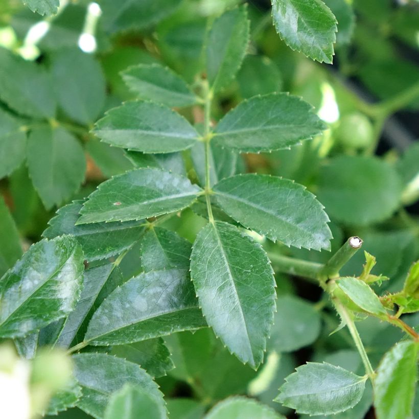 Bodendecker-Rose Crystal Fairy (Foliage)