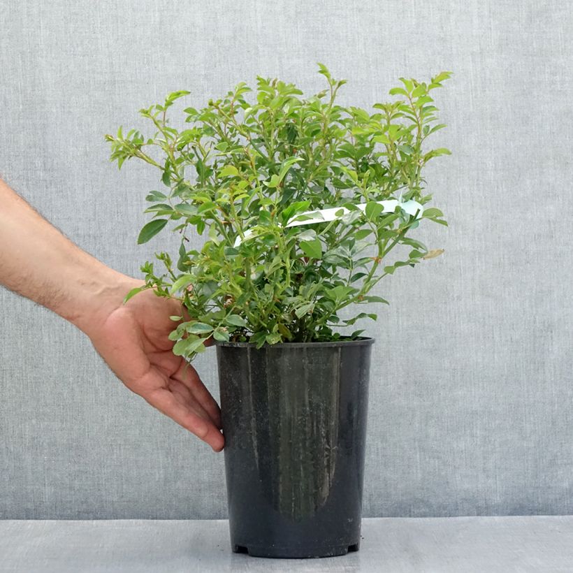 Example of Bodendecker-Rose Crystal Fairy Topf mit 4L/5L as you get in ete