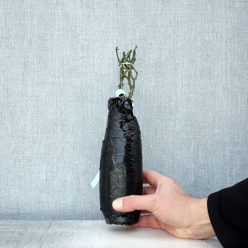 Example of Bodendecker-Rose Crystal Fairy Wurzelnackt in Beutel as you get in hiver