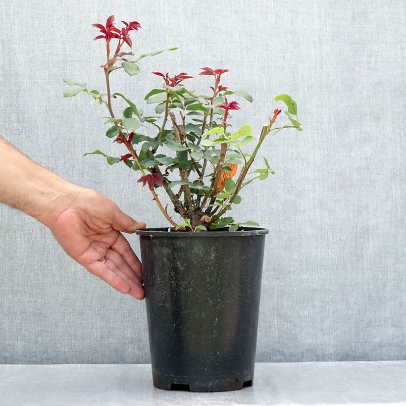 Exemplar von Rosa Double Knock Out - Bodendecker-Rose Topf mit 4L/5L wie im Sommer geliefert