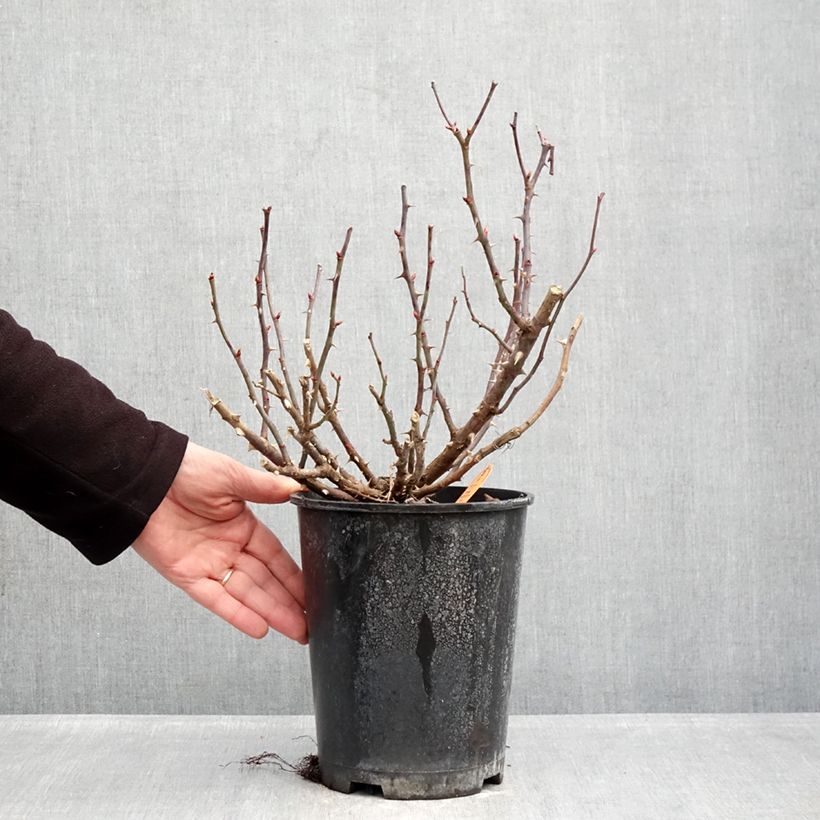 Exemplar von Rosa Double Knock Out - Bodendecker-Rose Topf mit 4L/5L wie im Winter geliefert