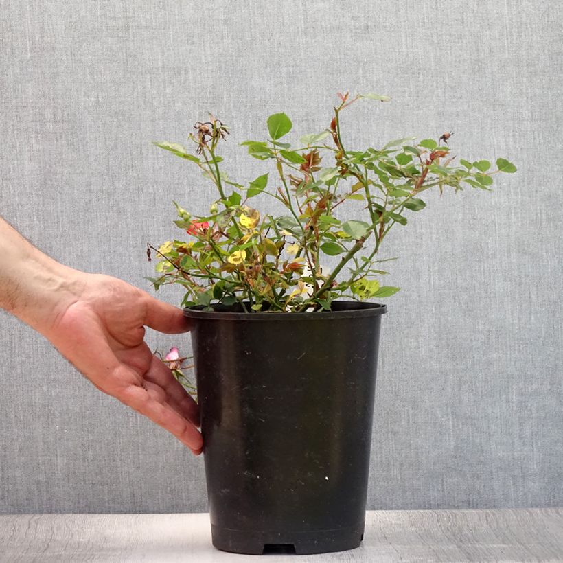 Exemplar von Rosa Happy Chappy - Bodendecker-Rose Topf mit 3L/4L wie im Sommer geliefert