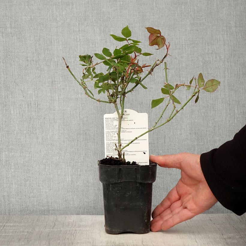 Example of Rosa Knock Out Radrazz - Bodendecker-Rose Topf 10 cm/11cm as you get in printemps