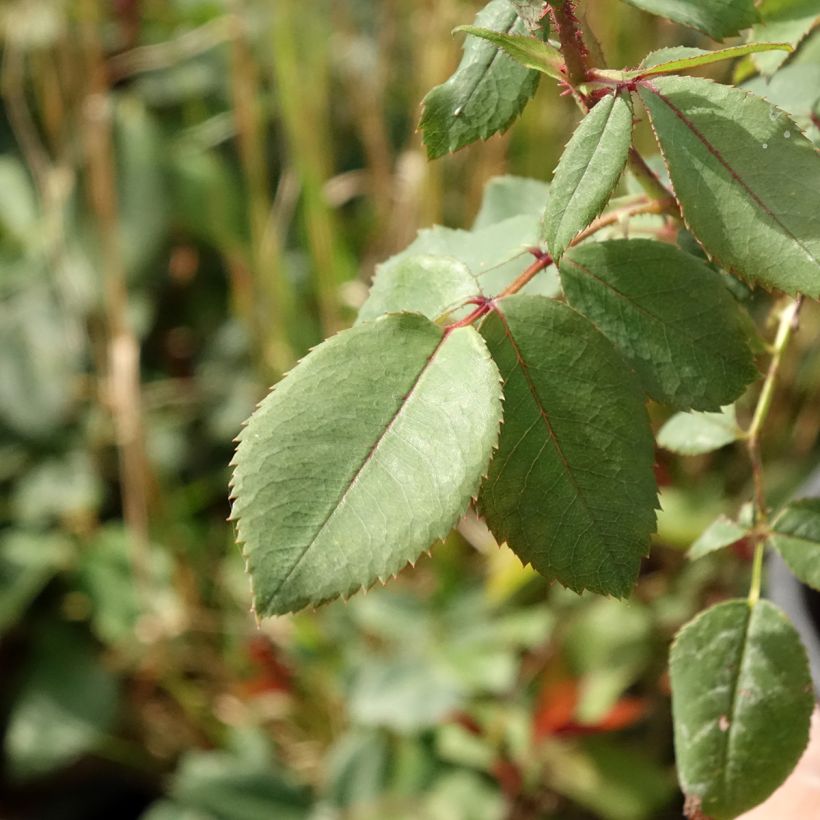 Rosa Knock Out Radrazz - Bodendecker-Rose (Foliage)
