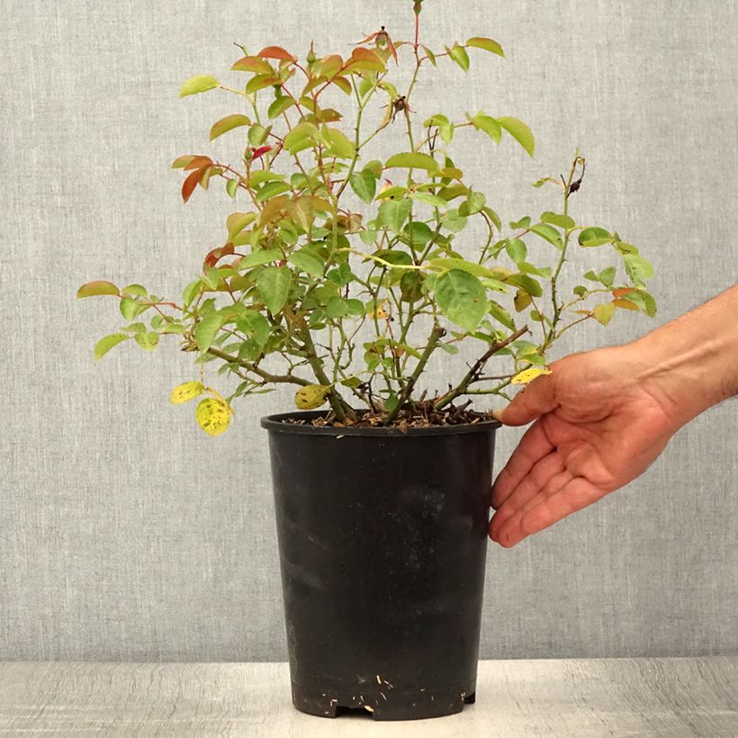 Exemplar von Rosa Mainaufeuer - Bodendecker-Rose Topf mit 4L/5L wie im Sommer geliefert