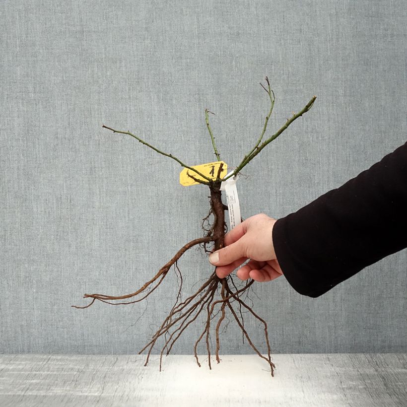 Exemplar von Rosa Mirato - Bodendecker-Rose Wurzelnackt wie im Winter geliefert