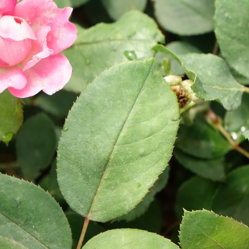 Rosa Pink Double Knock Out - Bodendecker-Rose (Laub)