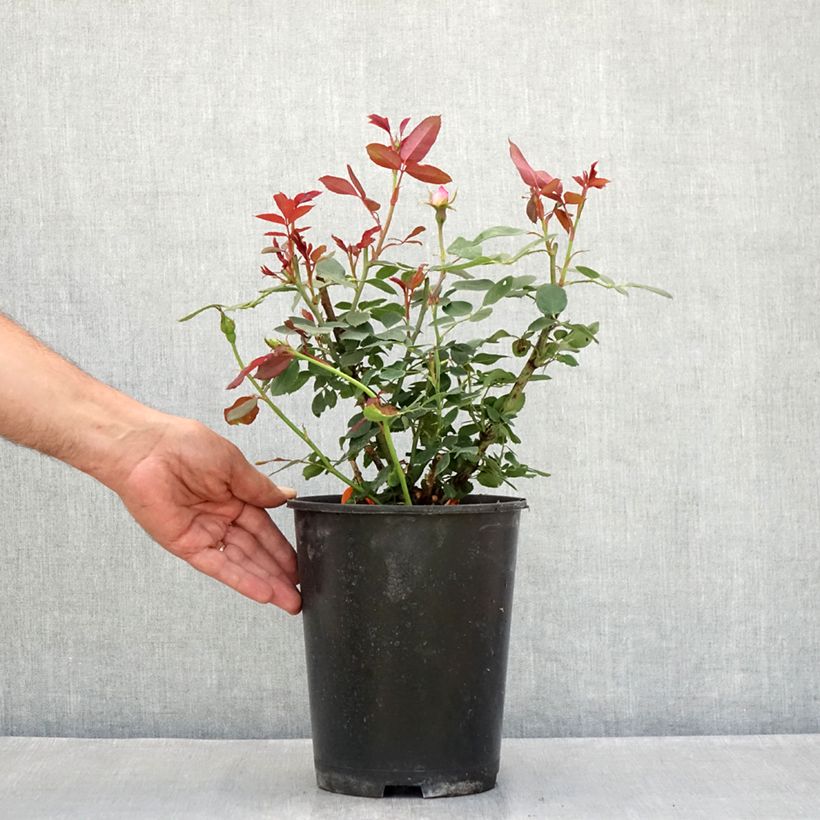 Exemplar von Rosa Pink Double Knock Out - Bodendecker-Rose Topf mit 4L/5L wie im Sommer geliefert