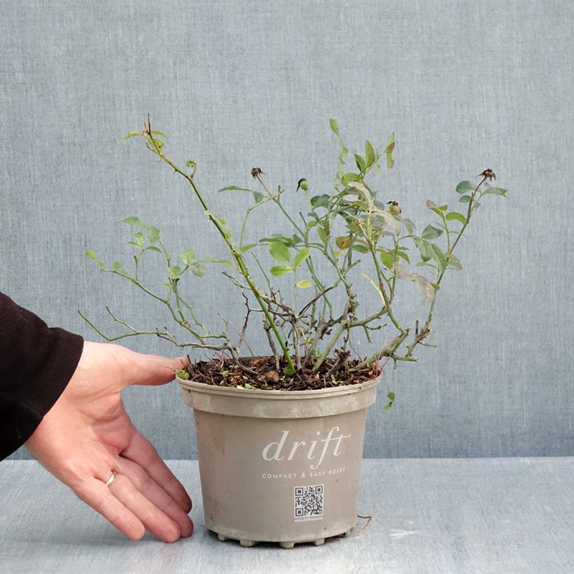 Example of Rettich Vienna F1 die Tüte mit 500 Samen ungefähr (5g) as you get in automne