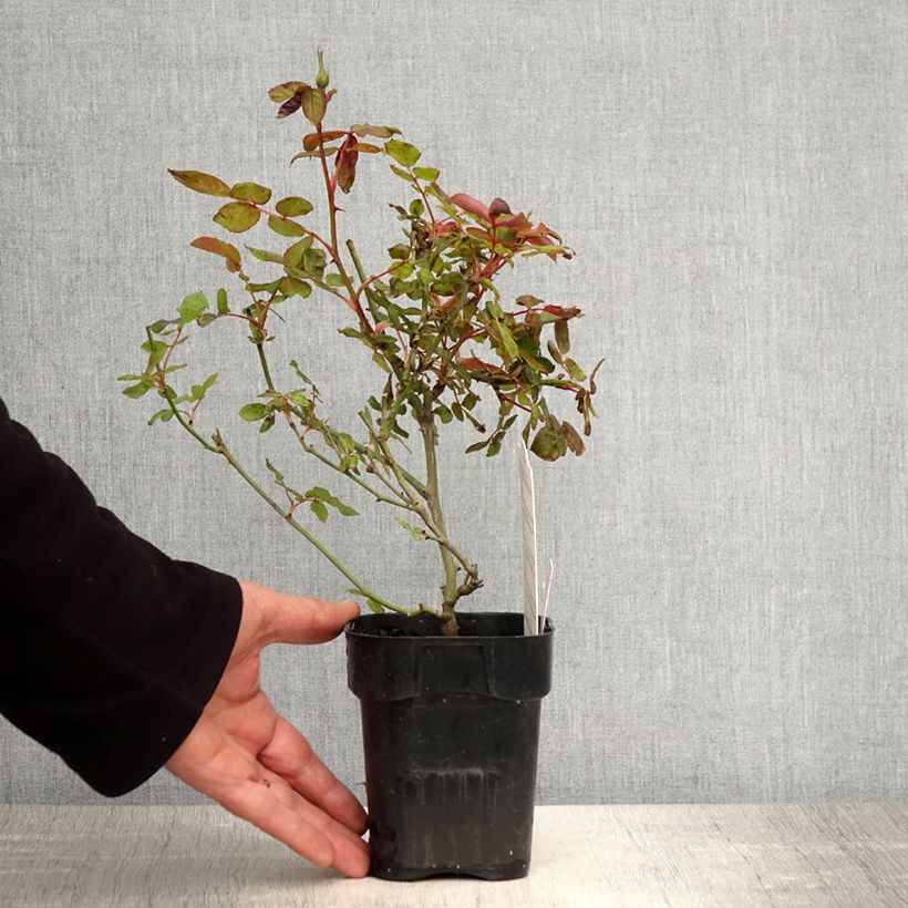 Example of Rosa Pink Knock Out - Bodendecker-Rose Topf 10 cm/11cm as you get in printemps