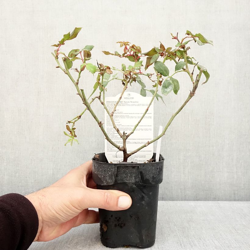 Exemplar von Rosa Pink Knock Out - Bodendecker-Rose Topf 10 cm/11cm wie im Herbst geliefert