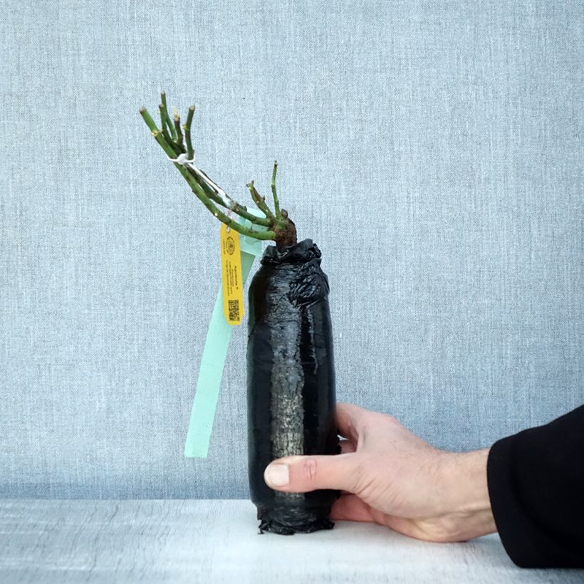 Exemplar von Rosa Rigo Aprikola - Bodendecker-Rose Wurzelnackt in Beutel wie im Winter geliefert