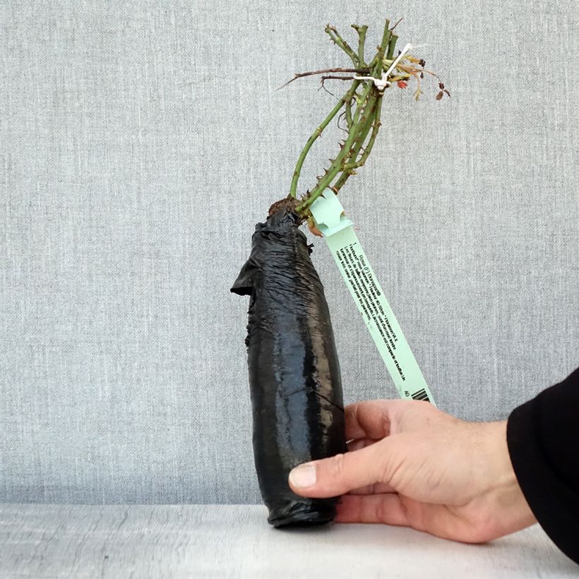 Example of Rosa Rigo Bonaparte - Bodendecker-Rose Wurzelnackt in Beutel as you get in hiver