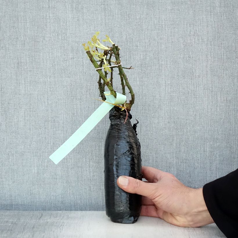 Example of Rosa Rigo Diamant - Bodendecker-Rose Wurzelnackt in Beutel as you get in hiver