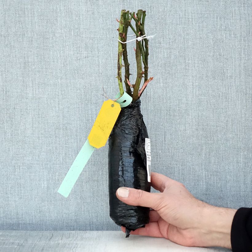 Example of Rosa Rigo Néon - Bodendecker-Rose Wurzelnackt in Beutel as you get in hiver