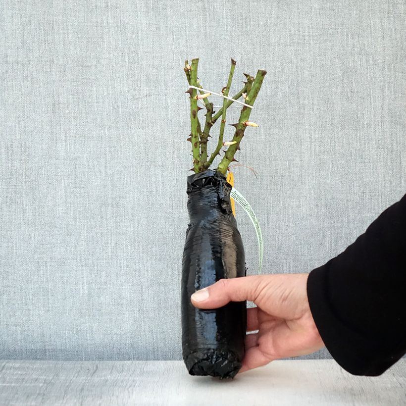 Exemplar von Rosa Rigo Rotilia - Bodendecker-Rose Wurzelnackt in Beutel wie im Winter geliefert