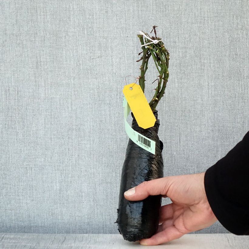 Exemplar von Rosa Satina - Bodendecker-Rose Wurzelnackt in Beutel wie im Winter geliefert