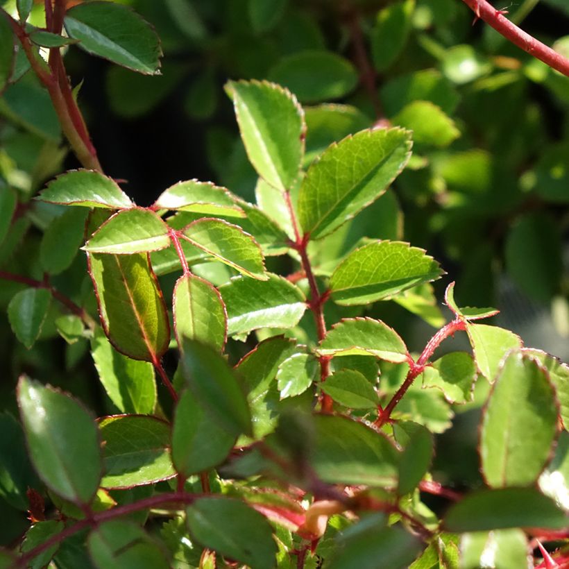 Rosa Sea Foam - Bodendecker-Rose (Foliage)