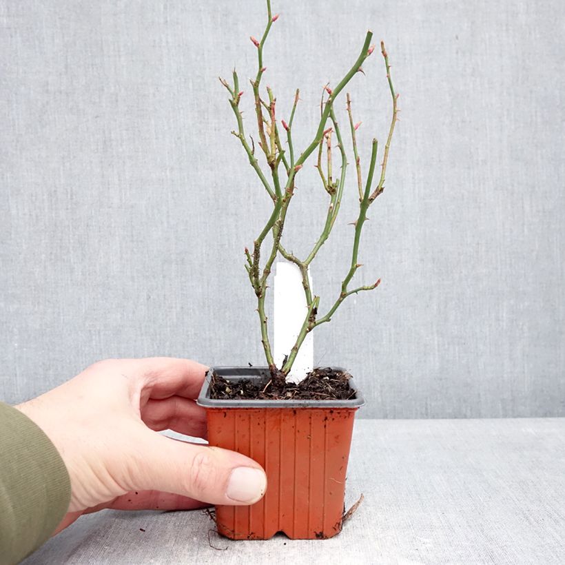 Example of Rosa Sea Foam - Bodendecker-Rose Kleine Töpfe von 8/9 cm as you get in hiver