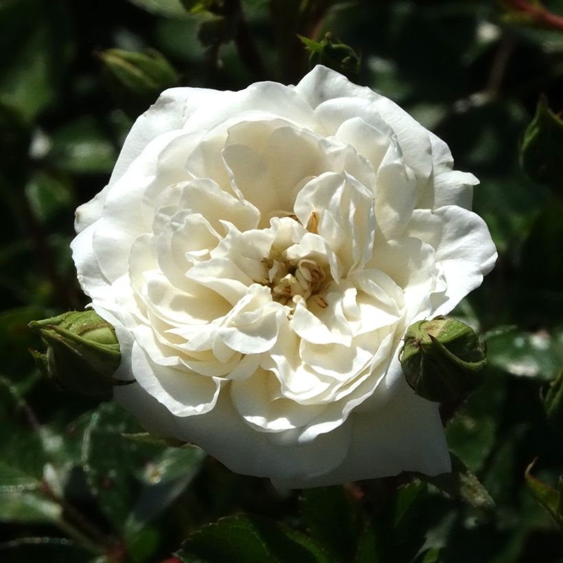 Rosa Sea Foam - Bodendecker-Rose (Blüte)