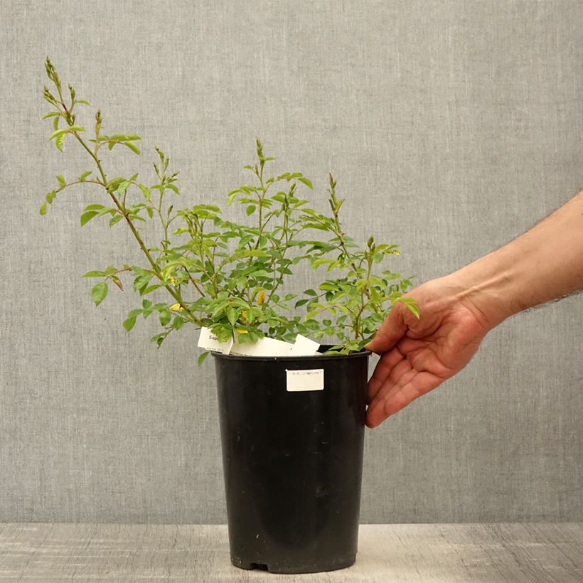 Example of Rosa Snow Star - Bodendecker-Rose Topf mit 4L/5L as you get in printemps