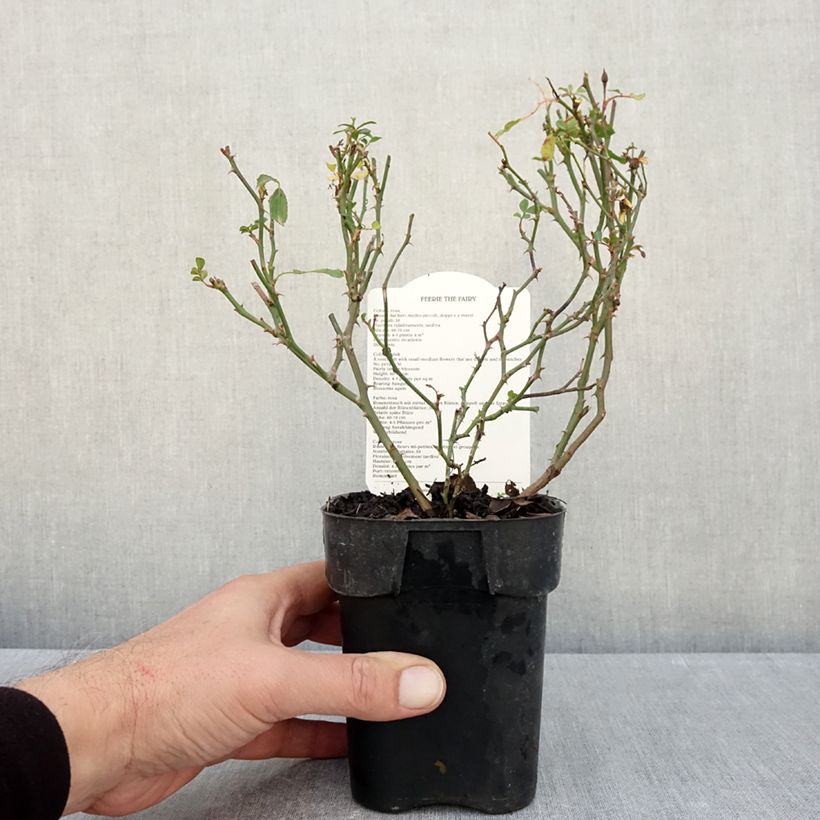 Example of Rosa The Fairy - Bodendecker-Rose Topf 10 cm/11cm as you get in automne