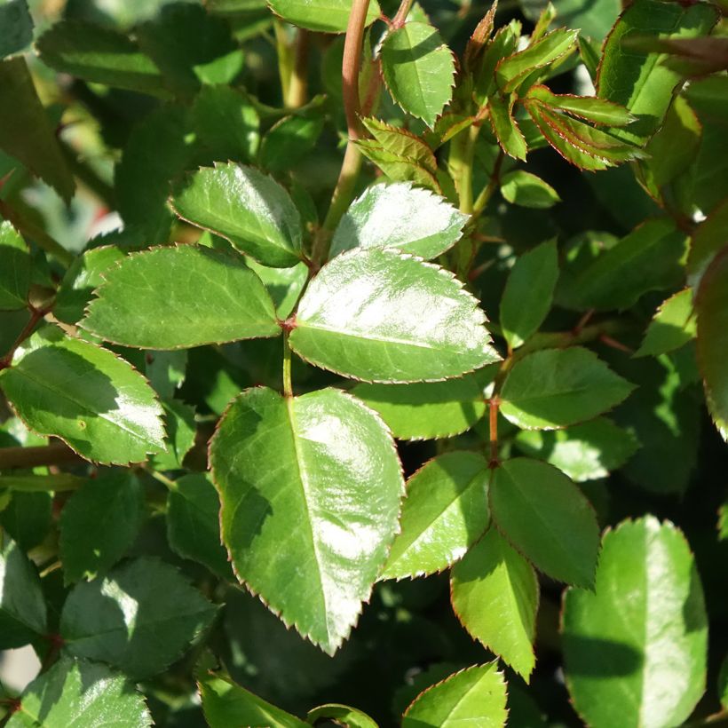 Rosa The Faun - Bodendecker-Rose (Laub)