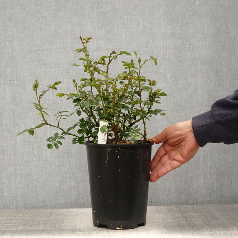 Example of Rosa Topolina - Bodendecker-Rose Topf mit 3L/4L as you get in printemps