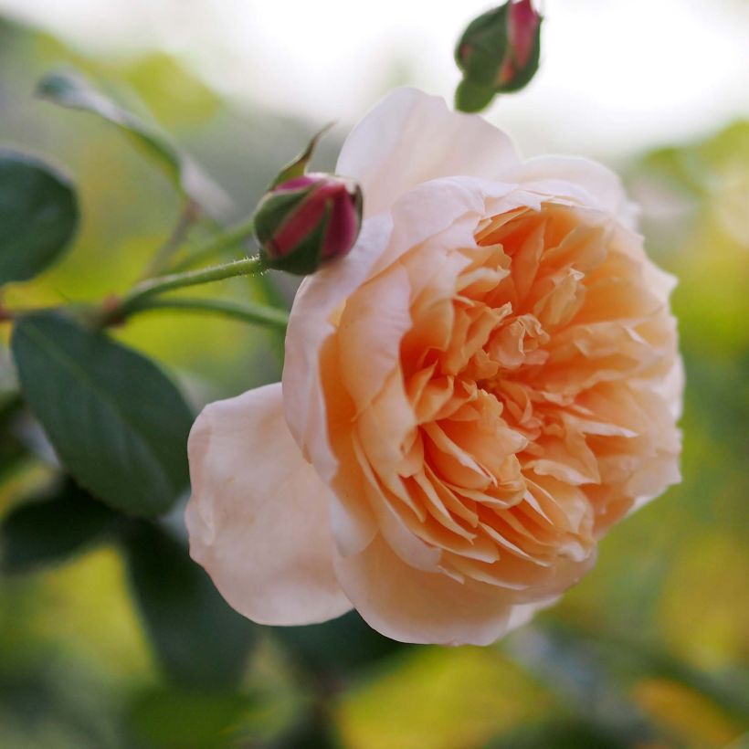 Rosa Abraham Darby - Englische Rose (Blüte)