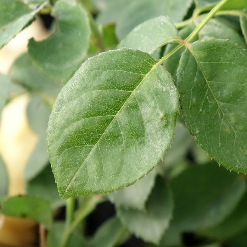 Rosa Bring Me Sunshine - Englische Rose (Laub)