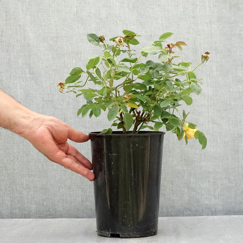 Exemplar von Rosa Bring Me Sunshine - Englische Rose Topf mit 4L/5L wie im Sommer geliefert