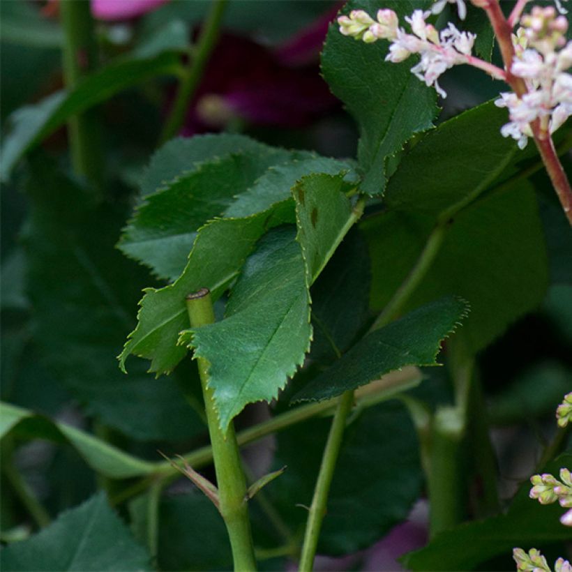 Stammrose David Austin Darcey Bussel (Laub)