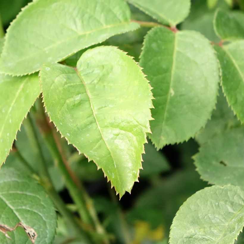Rosa Elizabeth Ausmajesté - Englische Rose (Laub)