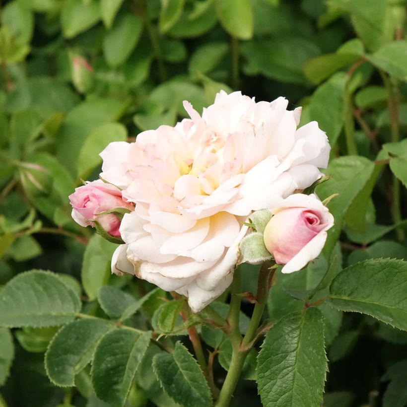 Rosa Elizabeth Ausmajesté - Englische Rose (Blüte)